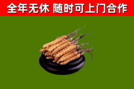 谢岗镇回收冬虫夏草