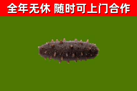 谢岗镇回收海参干